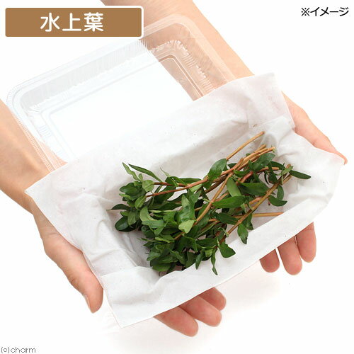 （水草）イエローアマニア（水上葉）（無農薬）（10本）
