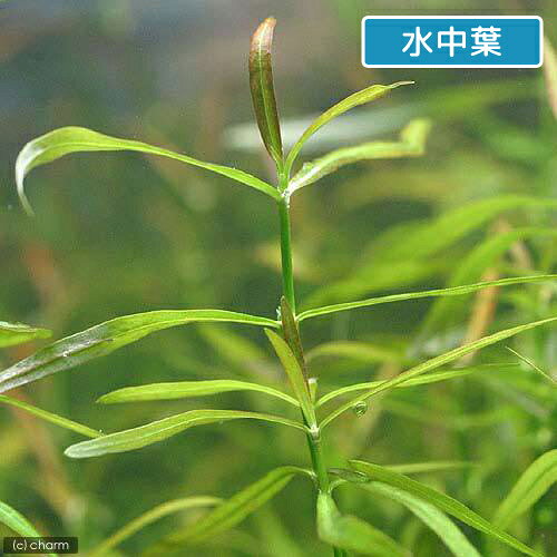 （水草）ケニオイグサsp．オレンジ（水上葉）（無農薬）（10本）