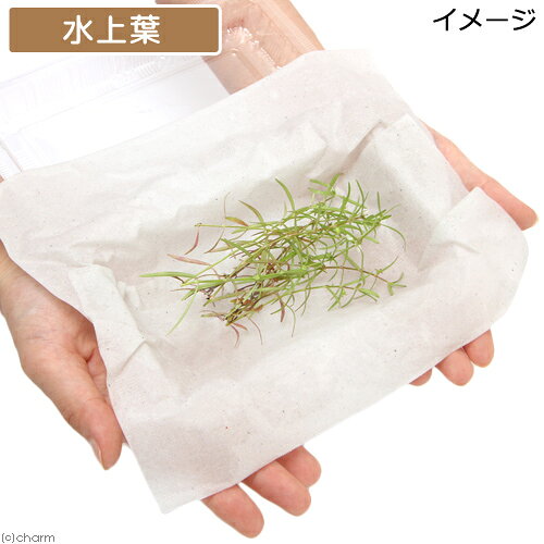 （水草）ケニオイグサsp．オレンジ（水上葉）（無農薬）（10本）