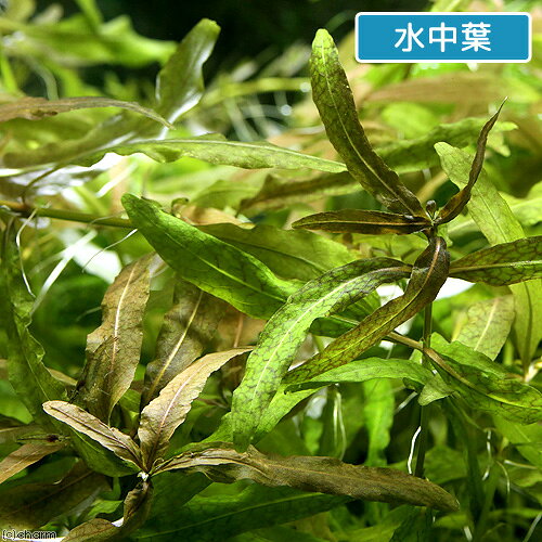 （水草）ハイグロフィラ　ポリスペルマ　セイロン（水上葉）（無農薬）（10本）