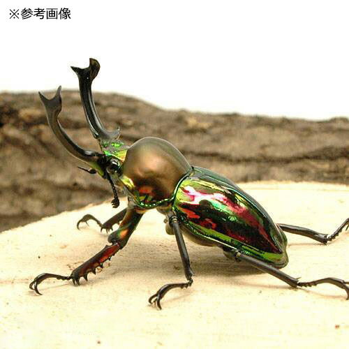 (昆虫)ニジイロクワガタ クィーンズランド産 ...の紹介画像2