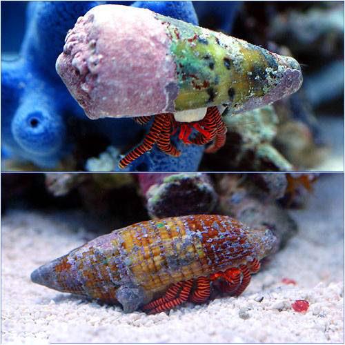 樂天商城 - （海水魚）ヤドカリ　ベニワモンヤドカリ（3匹）　北海道・九州航空便要保温