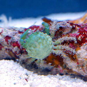 (海水魚)カニ エメラルドグリーンクラブ(3匹) 北海道・九州航空便要保温