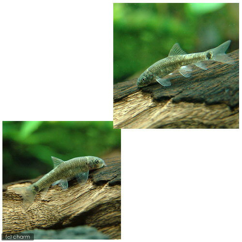 ��Ǯ�ӵ��˥��顦��ե���10ɤ�ˡ��̳�ƻ���彣�Ҷ������ݲ�