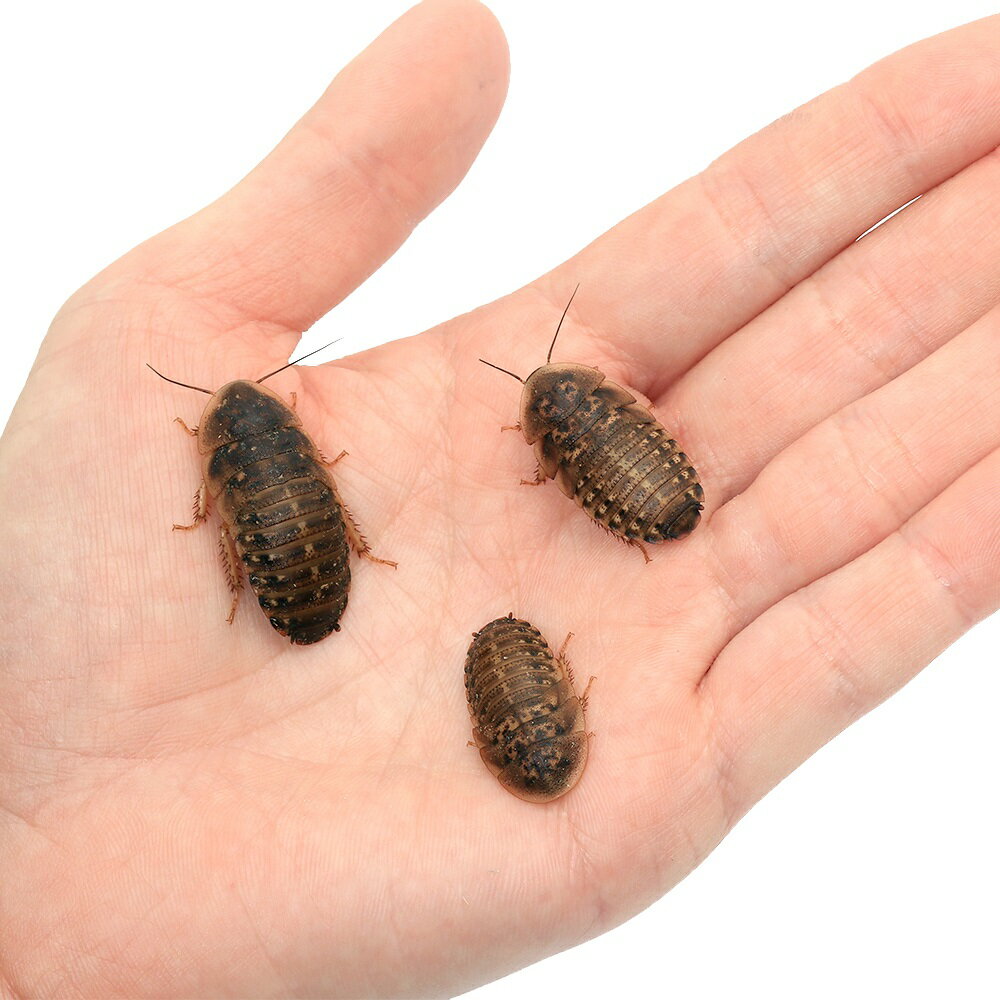 楽天市場 生餌 デュビア アルゼンチンモリゴキブリ Mサイズ 50匹 爬虫類 大型魚 餌 エサ Charm 楽天市場店 みんなのレビュー 口コミ