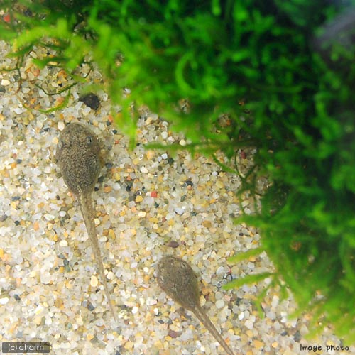 （両生類）チャームCB　モリアオガエル　オタマジャクシ　CB個体（3匹）　北海道航空便要保温 3
