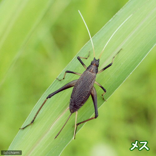 (昆虫)スズムシ 鈴虫 成虫 CB(3ペア) ...の紹介画像2