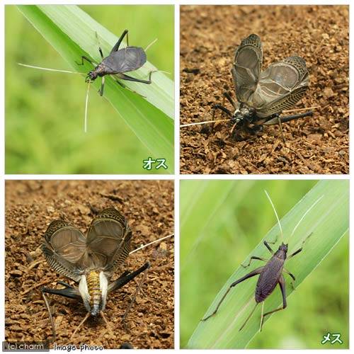 (昆虫)スズムシ 鈴虫 成虫 CB(3ペア) ...の紹介画像3