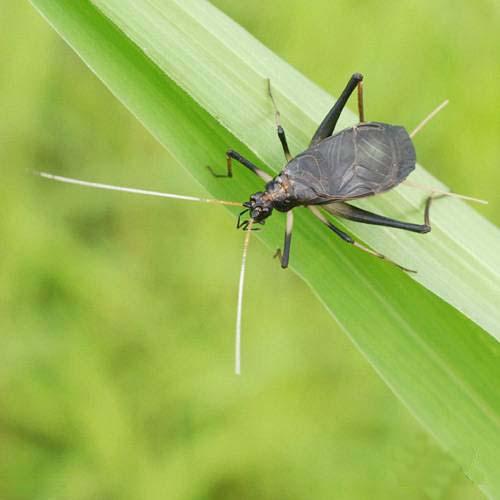 （昆虫）スズムシ　鈴虫　成虫（5ペア）