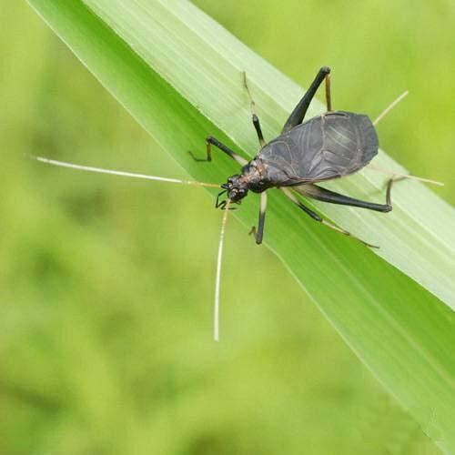 （昆虫）スズムシ　鈴虫　成虫（オ