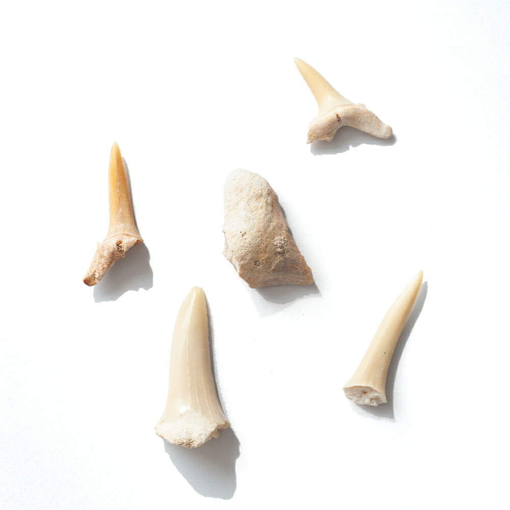 形状お任せ サメの歯の化石 5個 始新世 モロッコ、アフリカ産