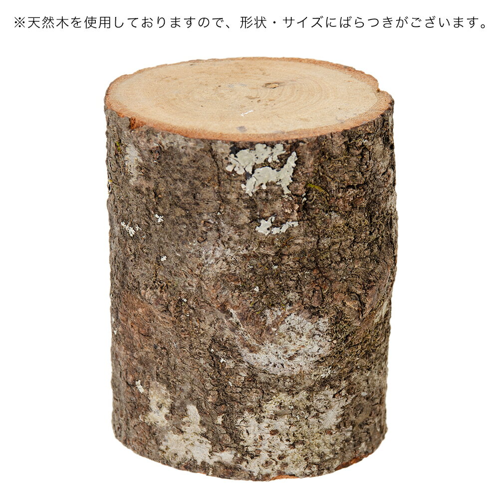 ミタニ かくれが 昆虫 カブトムシ クワガタ ...の紹介画像2
