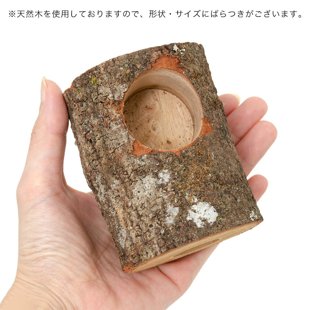 ミタニ かくれが 昆虫 カブトムシ クワガタ ...の紹介画像3