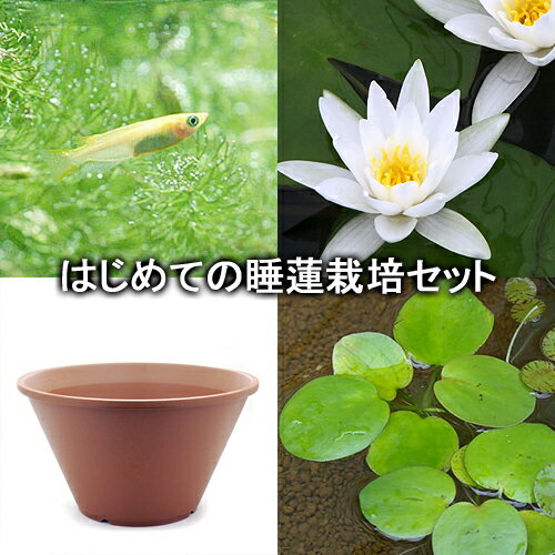 （ビオトープ）（めだか）はじめての睡蓮栽培セット　ヘルミネ＋陶鉢440＋ヒメダカ＋浮き草他　説明書..