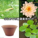 （ビオトープ）（めだか）はじめての睡蓮栽培セット　クライド　イキンス＋陶鉢440＋ヒメダカ＋浮き草他　説明書付　本州四国限定