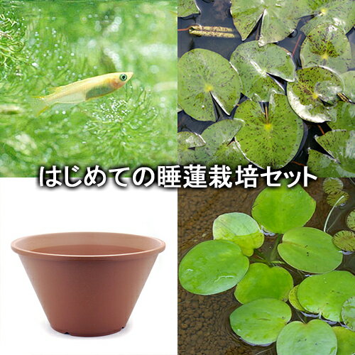 （ビオトープ）（めだか）はじめての睡蓮栽培セット　ハル　ミラー＋陶鉢440＋ヒメダカ＋浮き草他　説明書付　本州四国限定