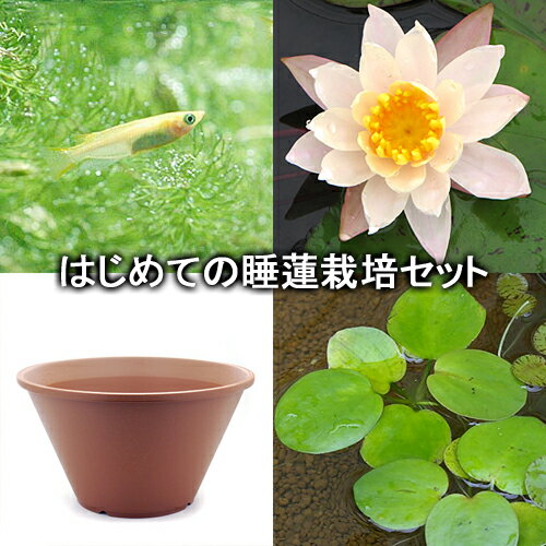 （ビオトープ）（めだか）はじめての睡蓮栽培セット　ピーチ　リリー＋陶鉢440＋ヒメダカ＋浮き草他　説明書付　本州四国限定