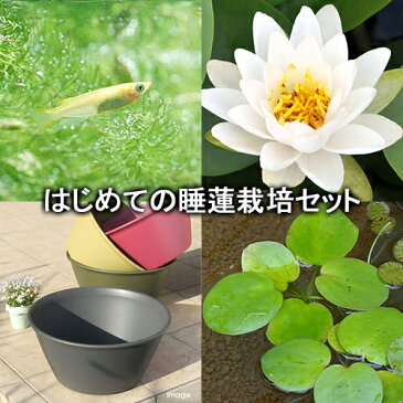 (ビオトープ)(めだか)はじめての睡蓮栽培セット ポストリングバーグ+ライズ(セサミグレー)+ヒメダカ+浮き草他 説明書付 本州四国限定