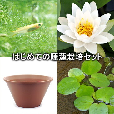 (ビオトープ)(めだか)はじめての睡蓮栽培セット ポストリングバーグ+陶鉢440+ヒメダカ+浮き草他 説明書付 本州四国限定
