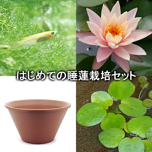 （ビオトープ）（めだか）はじめての睡蓮栽培セット　シンシア　アン＋陶鉢440＋ヒメダカ＋浮き草他　説明書付　本州四国限定