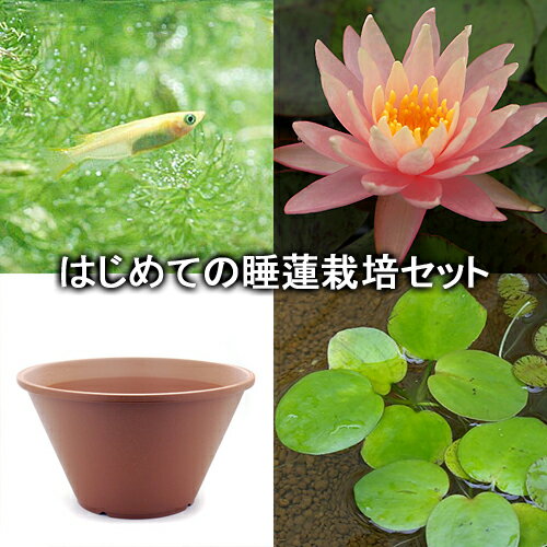 （ビオトープ）（めだか）はじめての睡蓮栽培セット　サニーピンク＋陶鉢440＋ヒメダカ＋浮き草他　説明書付　本州四国限定