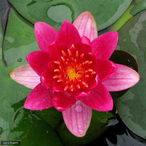 �ʥӥ��ȡ��סˡʤ�����ˤϤ���Ƥο�ϡ���ݥ��åȡ����ꥷ���ʡܿ�ϡȭ�ܥҥ�������⤭��¾���������ա��ܽ��͹���ꡡ�������1���¤�