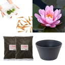 (ビオトープ)(めだか)はじめての睡蓮栽培セット ニゲル+睡蓮鉢+ヒメダカ+浮き草他 説明書付 本州四国限定 お一人様1点限り
