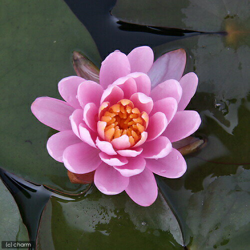 �ʥӥ��ȡ��סˡʤ�����ˤϤ���Ƥο�ϡ���ݥ��åȡ��˥���ܿ�ϡȭ�ܥҥ�������⤭��¾���������ա��ܽ��͹���ꡡ�������1���¤�