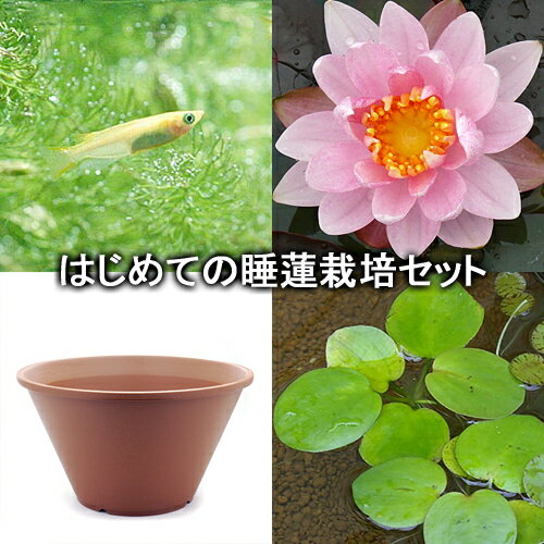 （ビオトープ）（めだか）はじめての睡蓮栽培セット　スターバースト＋陶鉢440＋ヒメダカ＋浮き草他　説明書付　本州四国限定