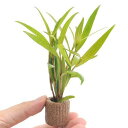 (水草)ライフマルチ(茶)ポリゴナムsp.レッド(水上葉)(無農薬)(1個)