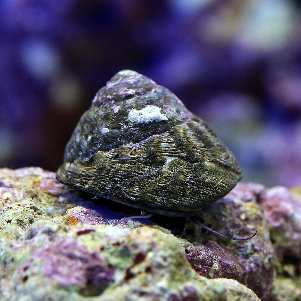 （海水魚）貝　シッタカ貝（バテイ