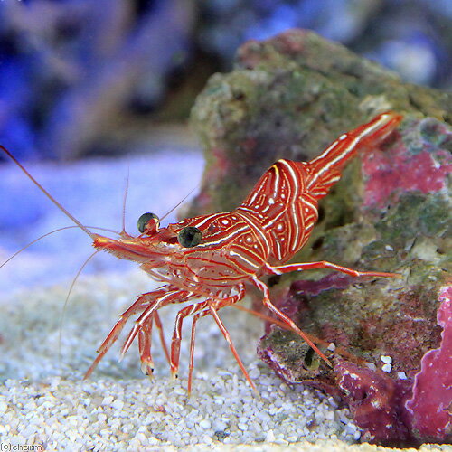 （海水魚）エビ　キャメルシュリンプ（3匹）