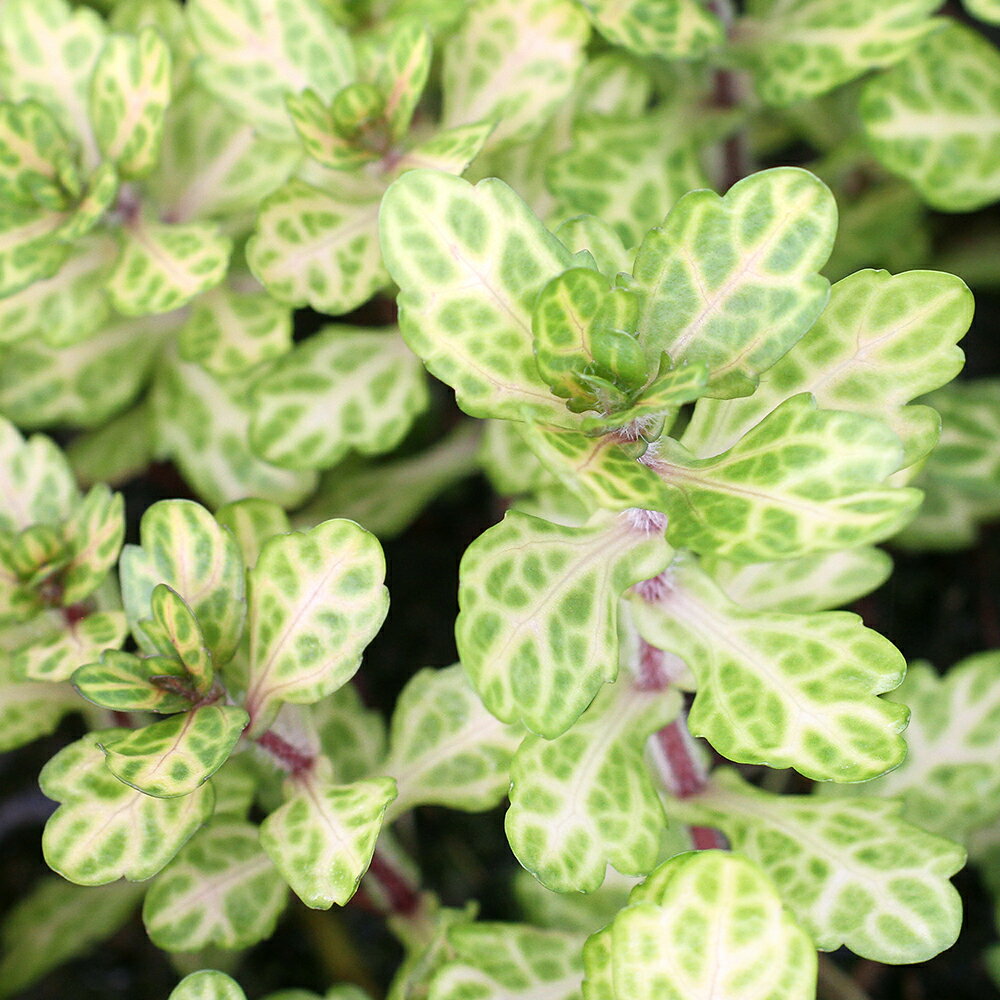 （水草）ホワイト　メキシカンバーレン（水上葉）（無農薬）（10本）