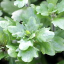 (水草)メキシカンバーレン(水上葉)(無農薬)(10本)