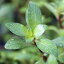（水草）ルドウィジア　インクリナータ　キューバ（水上葉）（無農薬）（6本）