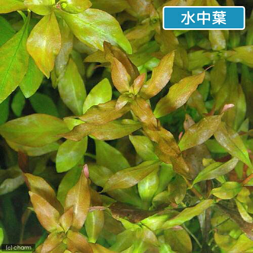 （水草）レッドルドウィジア（水上葉）（無農薬）（10本）