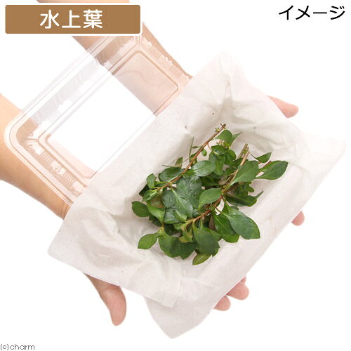 （水草）レッドルドウィジア（水上葉）（無農薬）（10本）
