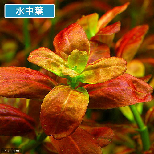 （水草）アラグアイア　レッドロタラ（水上葉）（無農薬）（10本）