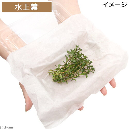 （水草）アラグアイア　レッドロタラ（水上葉）（無農薬）（10本）