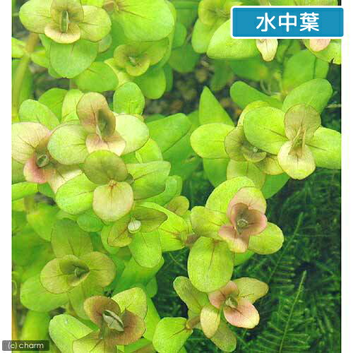 （水草）アラグアイア　レッドバコパ（水上葉）（無農薬）（10本）