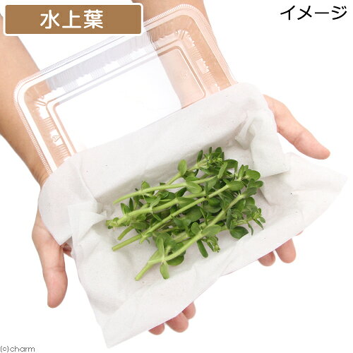 （水草）アラグアイア　レッドバコパ（水上葉）（無農薬）（10本）