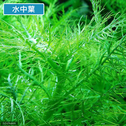 （水草）ハイグロフィラ　バルサミカ（水上葉）（無農薬）（10本）
