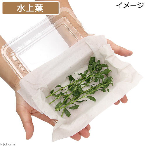 （水草）ハイグロフィラ　バルサミカ（水上葉）（無農薬）（10本）