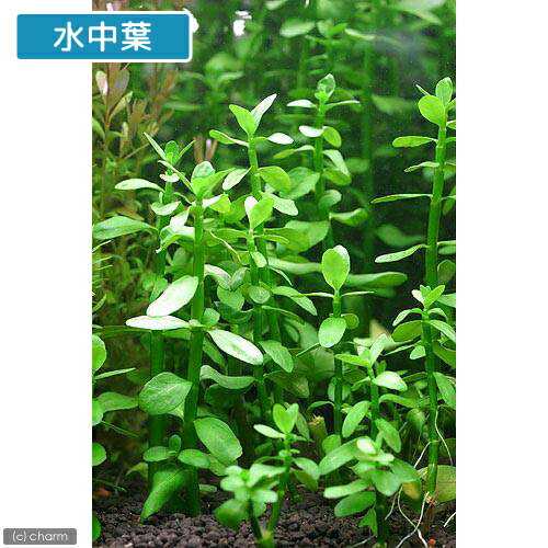 （水草）マダガスカル　バコパ（水上葉）（無農薬）（10本） 2