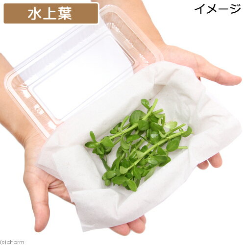 （水草）マダガスカル　バコパ（水上葉）（無農薬）（10本） 3