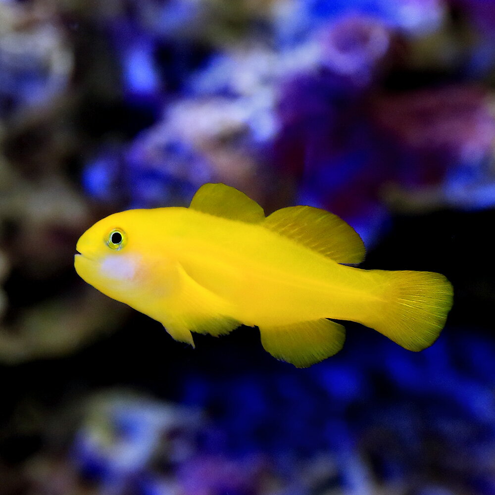 （海水魚）キイロサンゴハゼ（5匹）　北海道・九州航空便要保温