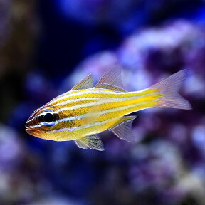 （海水魚）沖縄産　キンセンイシモチ（3匹）