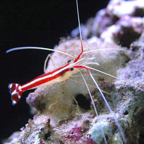 （海水魚）エビ　スカンクシュリンプ　Sサイズ（3匹）