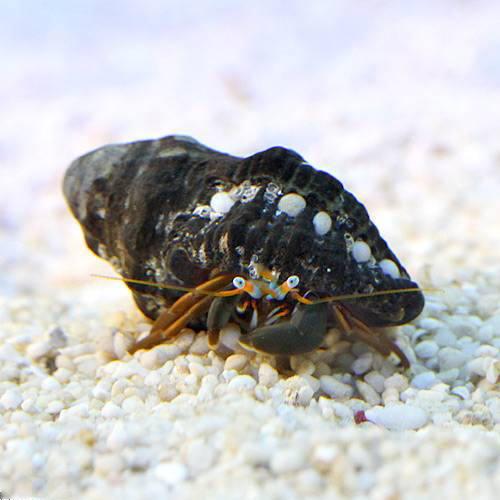 （海水魚）ヤドカリ　沖縄産　スベスベサンゴヤドカリ（3匹）