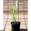 (ビオトープ)水生植物 オモダカ(ハナグワイ)(3ポット) 抽水植物